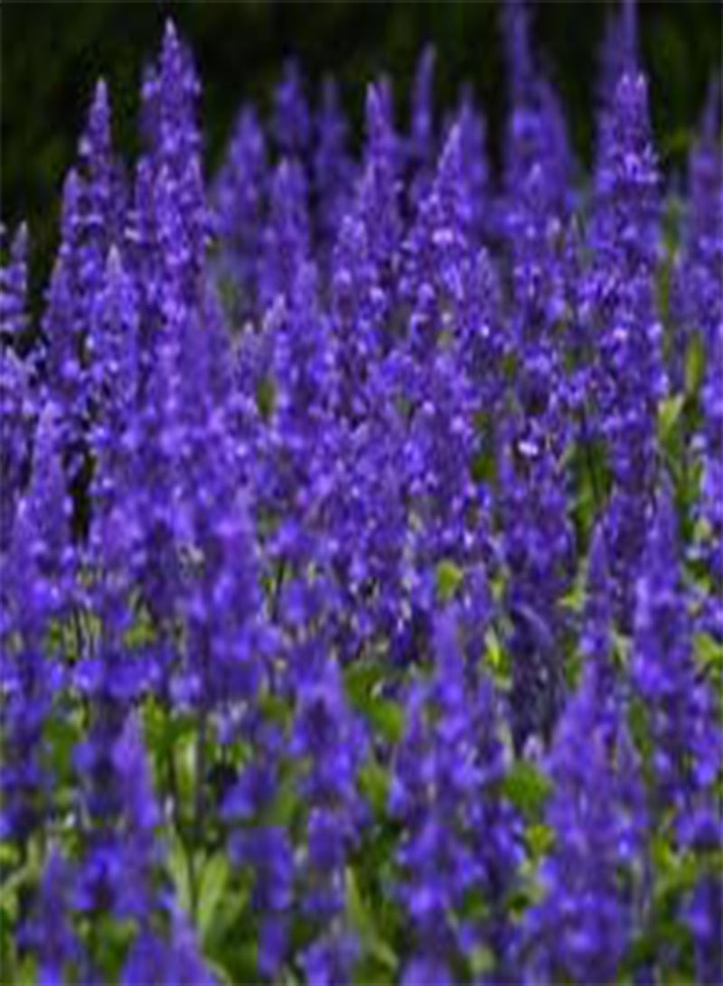 بذور سالفيا فاريناسيا الزرقاء من ساجي - 10.00 بذور سائبة (PKD)