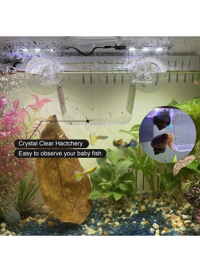 FVIEXE FVIEXE 4PCS Fish Breeder Box for Fish Tank, Acrylic Aquarium Fish Isolation Breeding Box with Suction Cups Acclimation Hatchery Incubator for Baby Fishes Guppy Shrimp Clownfish Betta, Medium Size - Image 5