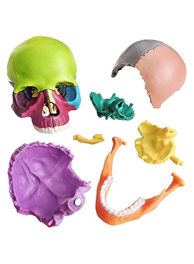 2024 New Anatomy Skull Model 15 Parts Human Anatomy Exploded Skull Detachable Palm-Sized Mini Human Color Medical Skull Model,Medical Dental Clinic Teaching Equipment,Learning with Color Study Manua  - Image 5
