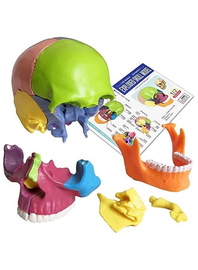 2024 New Anatomy Skull Model 15 Parts Human Anatomy Exploded Skull Detachable Palm-Sized Mini Human Color Medical Skull Model,Medical Dental Clinic Teaching Equipment,Learning with Color Study Manua  - Image 4