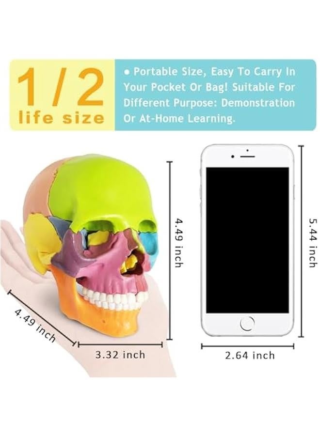 2024 New Anatomy Skull Model 15 Parts Human Anatomy Exploded Skull Detachable Palm-Sized Mini Human Color Medical Skull Model,Medical Dental Clinic Teaching Equipment,Learning with Color Study Manua  - Image 3