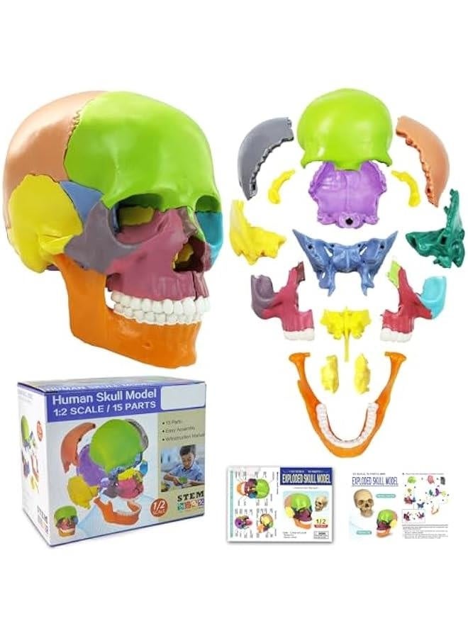 2024 New Anatomy Skull Model 15 Parts Human Anatomy Exploded Skull Detachable Palm-Sized Mini Human Color Medical Skull Model,Medical Dental Clinic Teaching Equipment,Learning with Color Study Manua  - Image 1