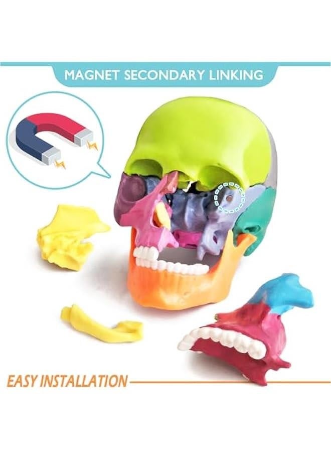 2024 New Anatomy Skull Model 15 Parts Human Anatomy Exploded Skull Detachable Palm-Sized Mini Human Color Medical Skull Model,Medical Dental Clinic Teaching Equipment,Learning with Color Study Manua  - Image 2