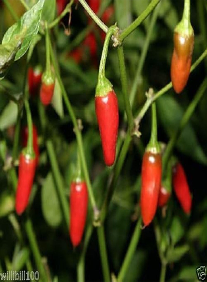 GGOOT Aji Pinguita de Mono' (10 Seeds) From the Peruvian Jungle, Super hot, RARE - Image 2