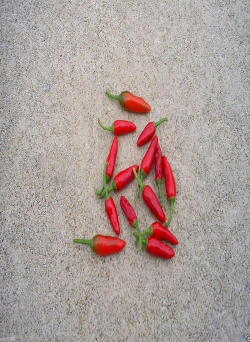 GGOOT Aji Pinguita de Mono' (10 Seeds) From the Peruvian Jungle, Super hot, RARE - Image 1