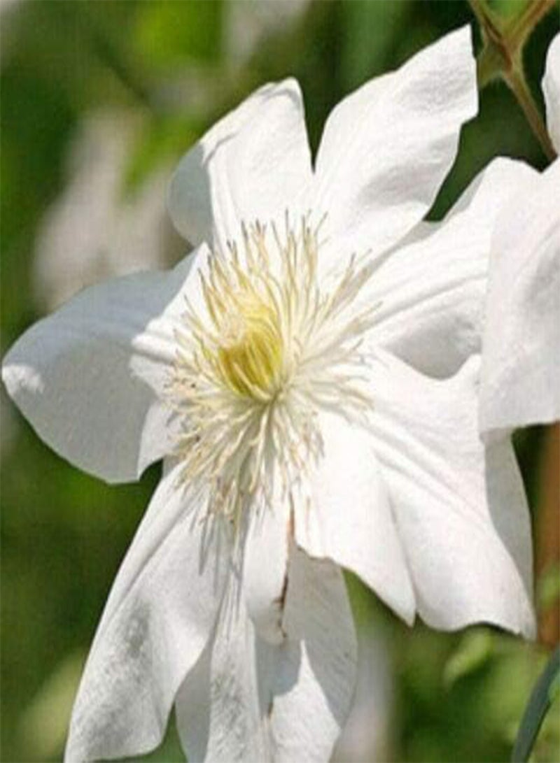 جي جوت بذور زهرة الكليماتيس الهجينة، أزهار جميلة لزراعة بذور حديقة المنزل من هيفي تورش، عبوة من 10 بذور (كاكيو) - Image 5