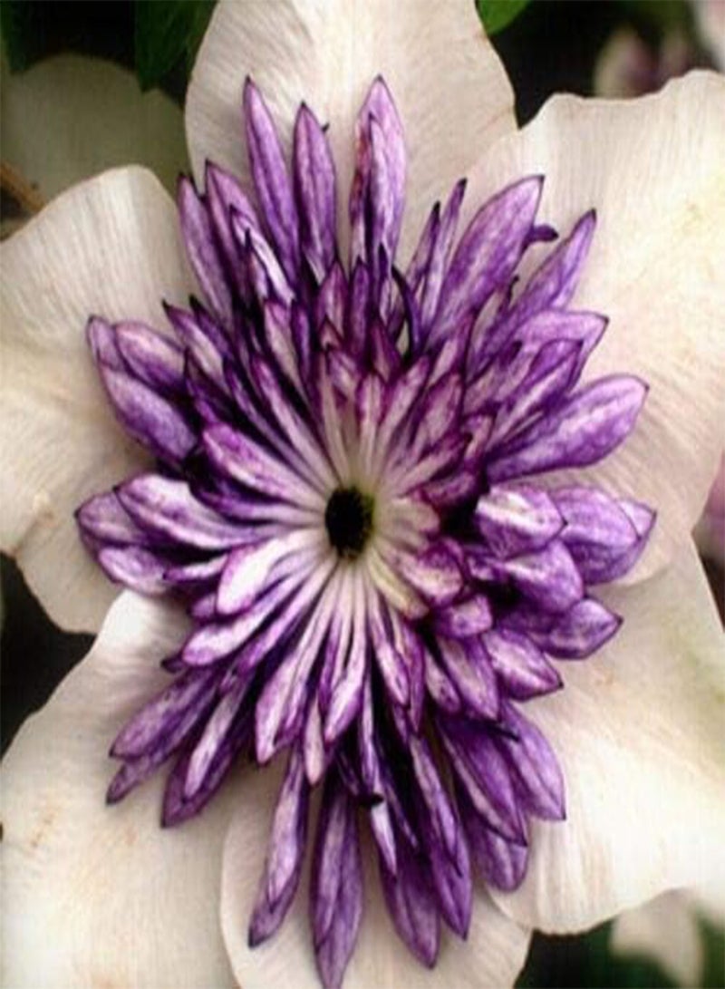 جي جوت بذور زهرة الكليماتيس الهجينة، أزهار جميلة لزراعة بذور حديقة المنزل من هيفي تورش، عبوة من 10 بذور (كاكيو) - Image 3