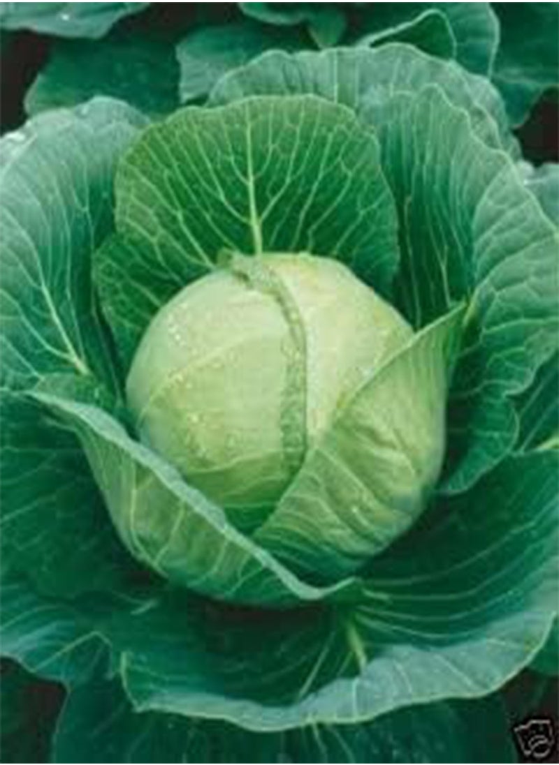 GGOOT Cabbage Golden Acre Great Heirloom Vegetable by  1 g Seeds 