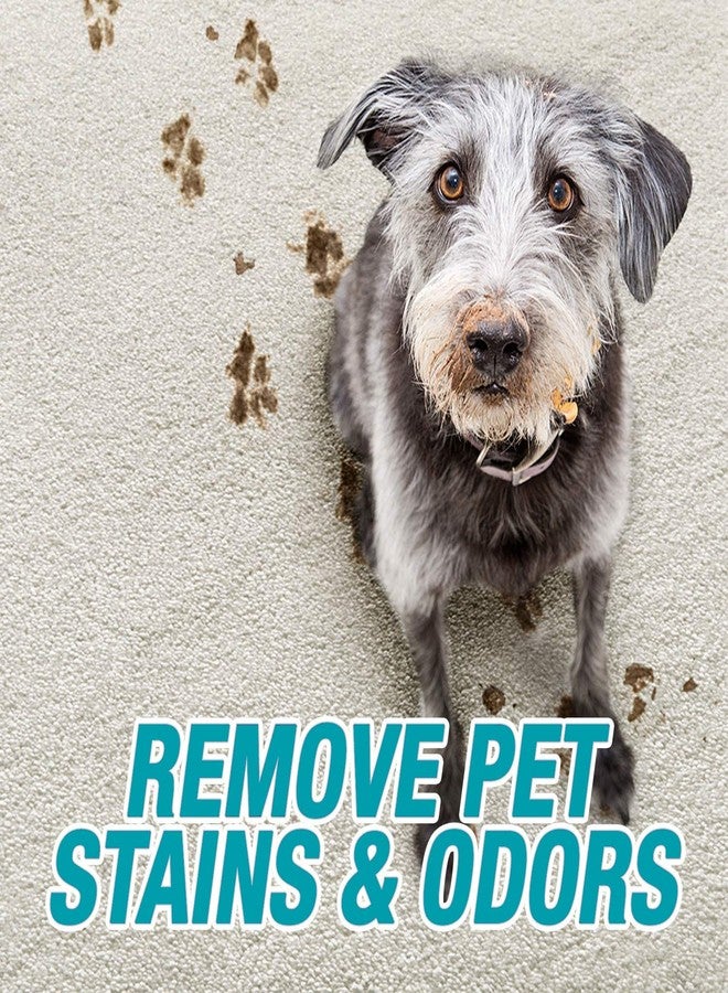 ArmourMe Pet Stain Remover | Dogs | Plant-Powered Pet Stain Remover and Cleaner with Nano Powered Natural Enzymes | Safe and Effective on Carpet, Sofa, Fabrics, Bed covers.| Pet Friendly (200 Ml) - Image 4