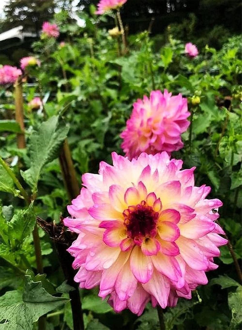 GGOOT 100pcs Gemengde Kleur Dahlia Zaden Zeldzame Soorten Vorm Unieke Geur Trekken Vlinders Bee Bestuiving Creëren Uniek Artistiek Landschap - Image 2