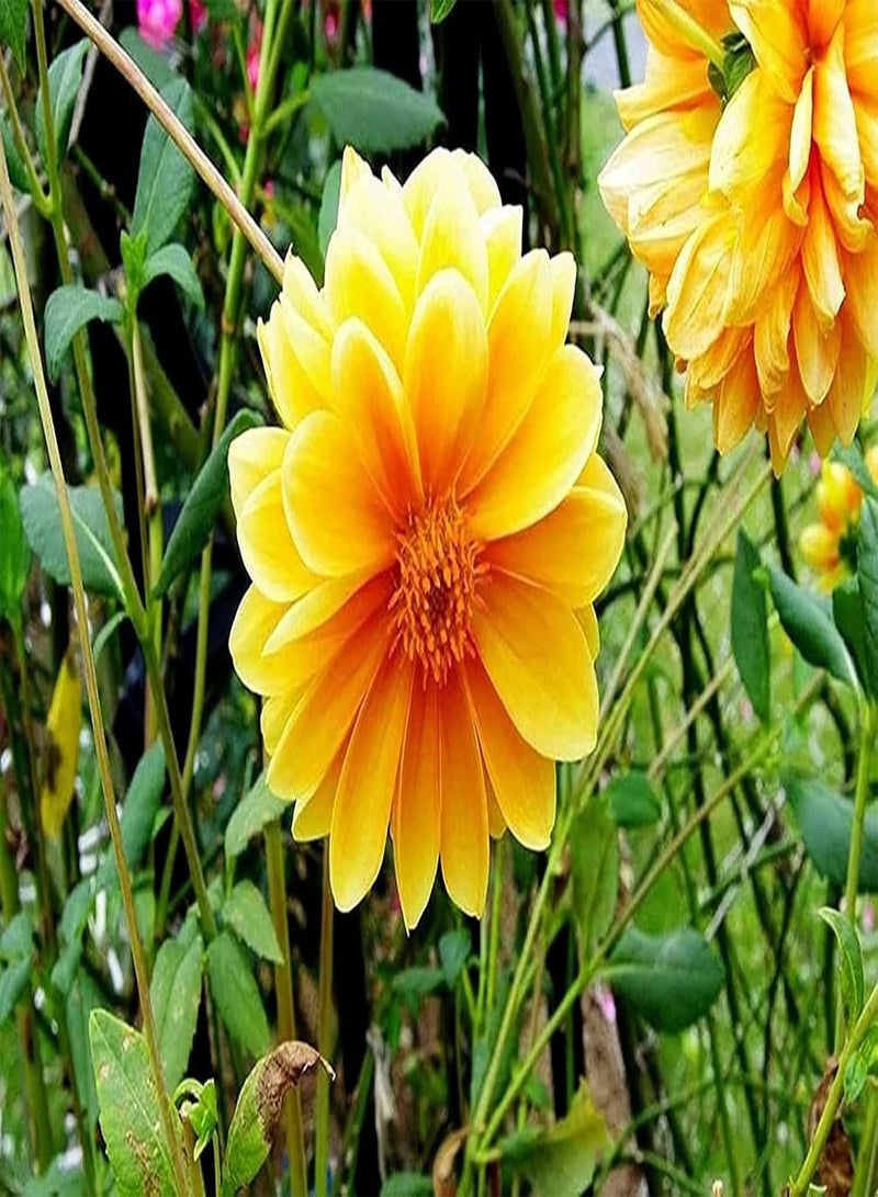 GGOOT 100pcs Gemengde Kleur Dahlia Zaden Zeldzame Soorten Vorm Unieke Geur Trekken Vlinders Bee Bestuiving Creëren Uniek Artistiek Landschap - Image 4