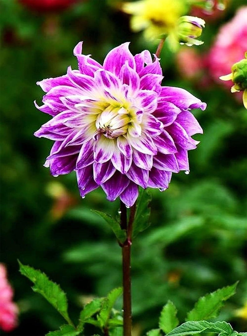 GGOOT 100pcs Gemengde Kleur Dahlia Zaden Zeldzame Soorten Vorm Unieke Geur Trekken Vlinders Bee Bestuiving Creëren Uniek Artistiek Landschap - Image 3