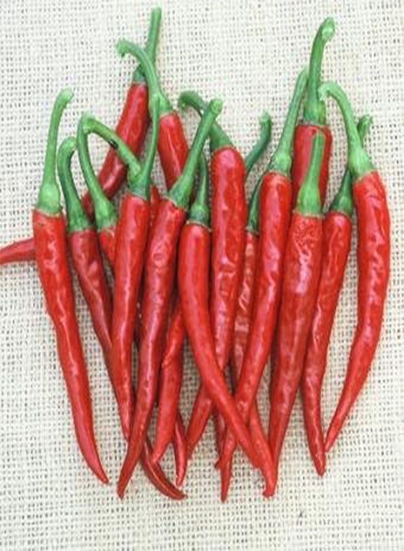 GGOOT Pepper Hot Ring of Fire 100 Seeds