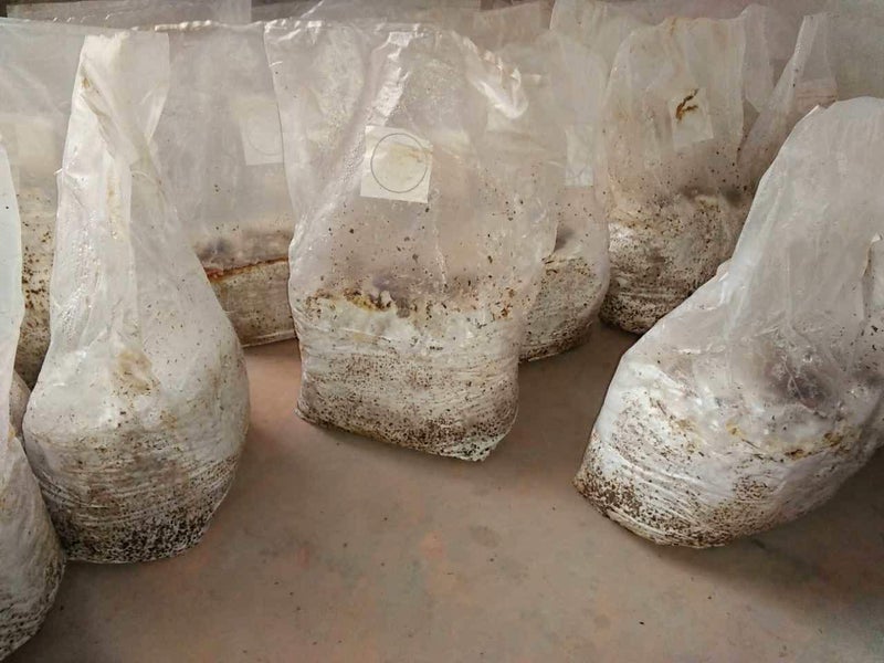 SUCOHANS أكياس الفطر، أكياس زراعة الفطر - أكياس سبان الفطر القابلة للإغلاق، أكياس مايكو الكبيرة الحجم 8" × 5" × 19"، فلتر 0.5 ميكرون، بولي بروبيلين 3 مل، للزراعة، للزراعة القابلة للتعقيم - Image 4