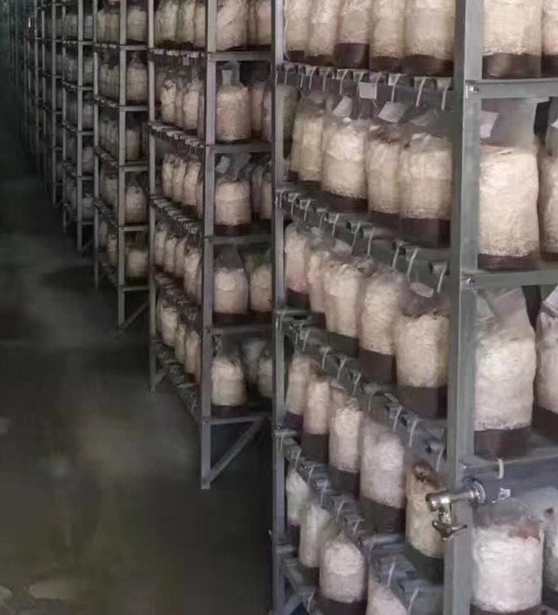 SUCOHANS أكياس الفطر، أكياس زراعة الفطر - أكياس سبان الفطر القابلة للإغلاق، أكياس مايكو الكبيرة الحجم 8" × 5" × 19"، فلتر 0.5 ميكرون، بولي بروبيلين 3 مل، للزراعة، للزراعة القابلة للتعقيم - Image 5