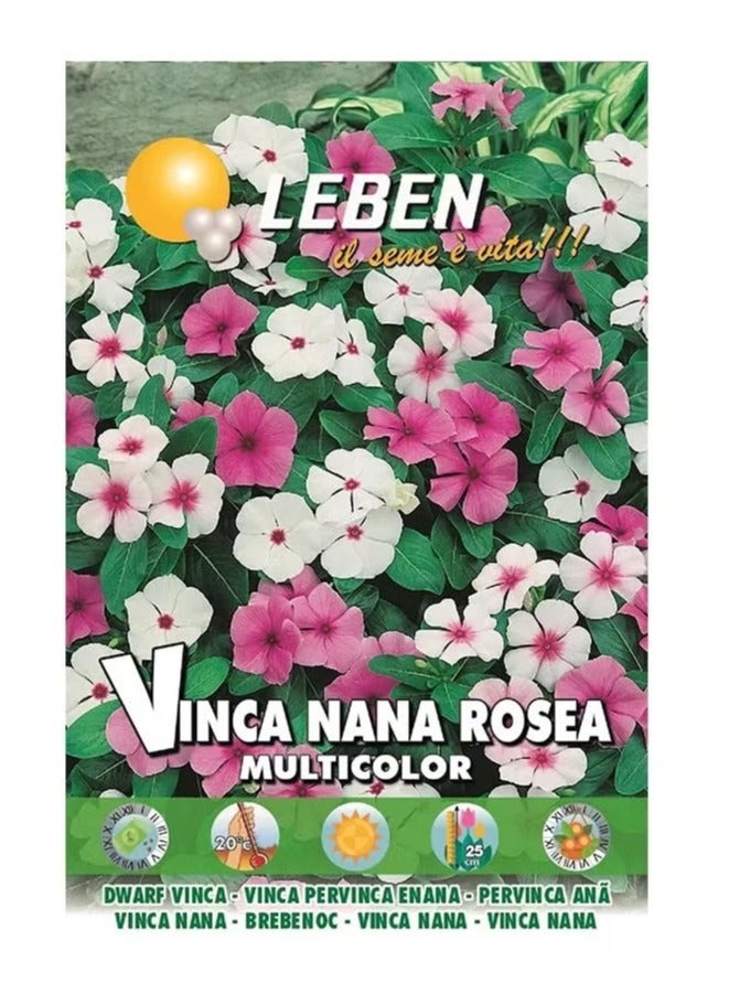 Generic Dwarf Vinca Nana Rosea Multicolor Premium Quality Seeds By Leben (Italy)"Garden Care" 