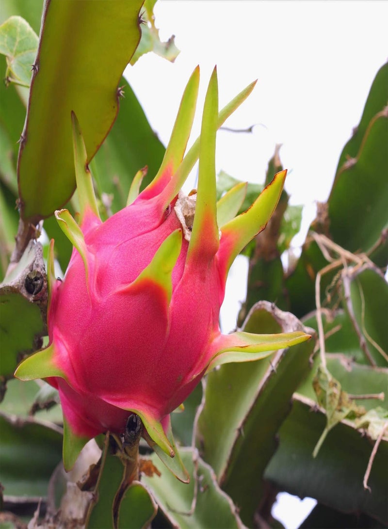 GGOOT 100Stück Pitaya Samen Drachenfrucht leuchtende Farben riechen frisch saftiges Fruchtfleisch schnelles Wachstum Fruchtsamen hoher Ertrag brauchen Nicht viel Pflege geliebt von Gärtnern - Image 2