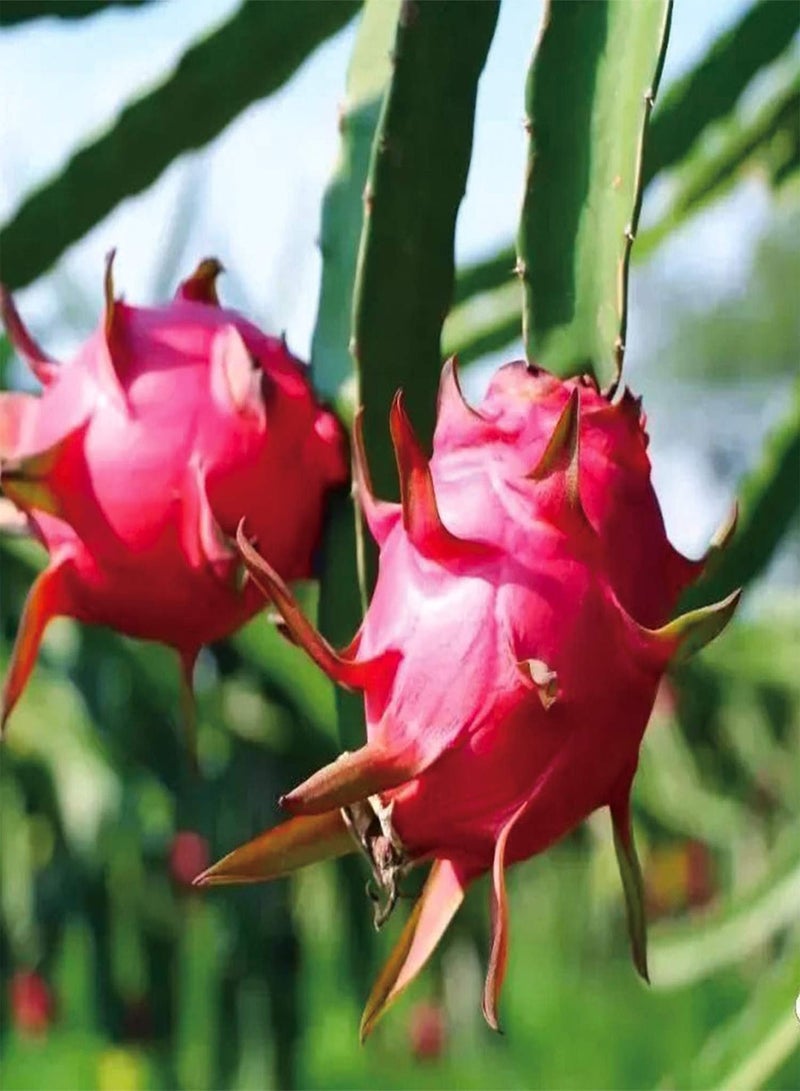 GGOOT 100Stück Pitaya Samen Drachenfrucht leuchtende Farben riechen frisch saftiges Fruchtfleisch schnelles Wachstum Fruchtsamen hoher Ertrag brauchen Nicht viel Pflege geliebt von Gärtnern - Image 1