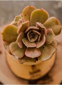 Natural Plant