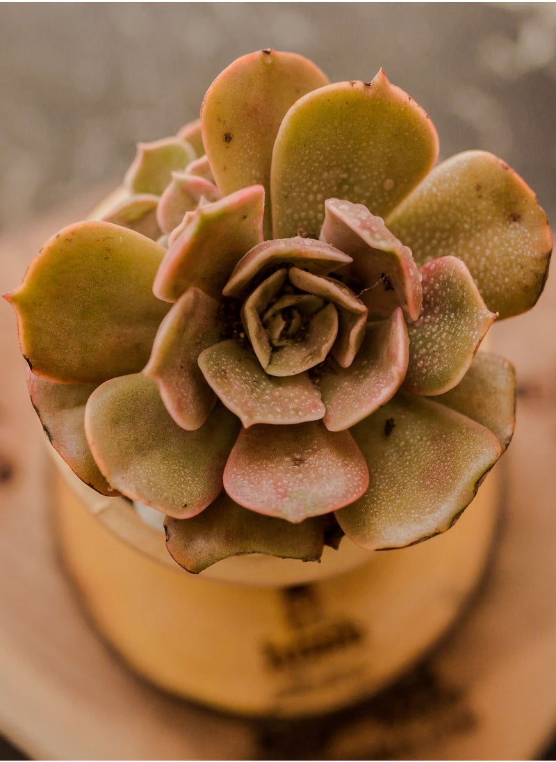 Hush - Natural Plant - Image 1