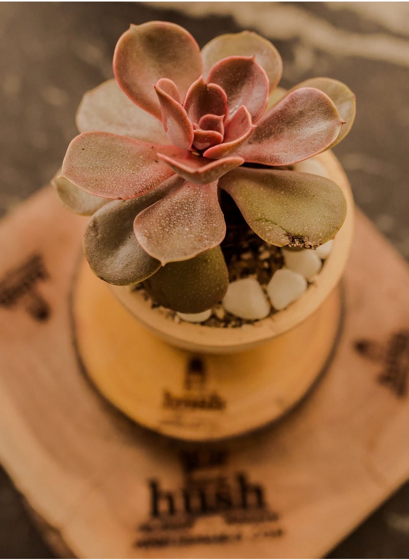 Hush - Natural Plant - Image 1