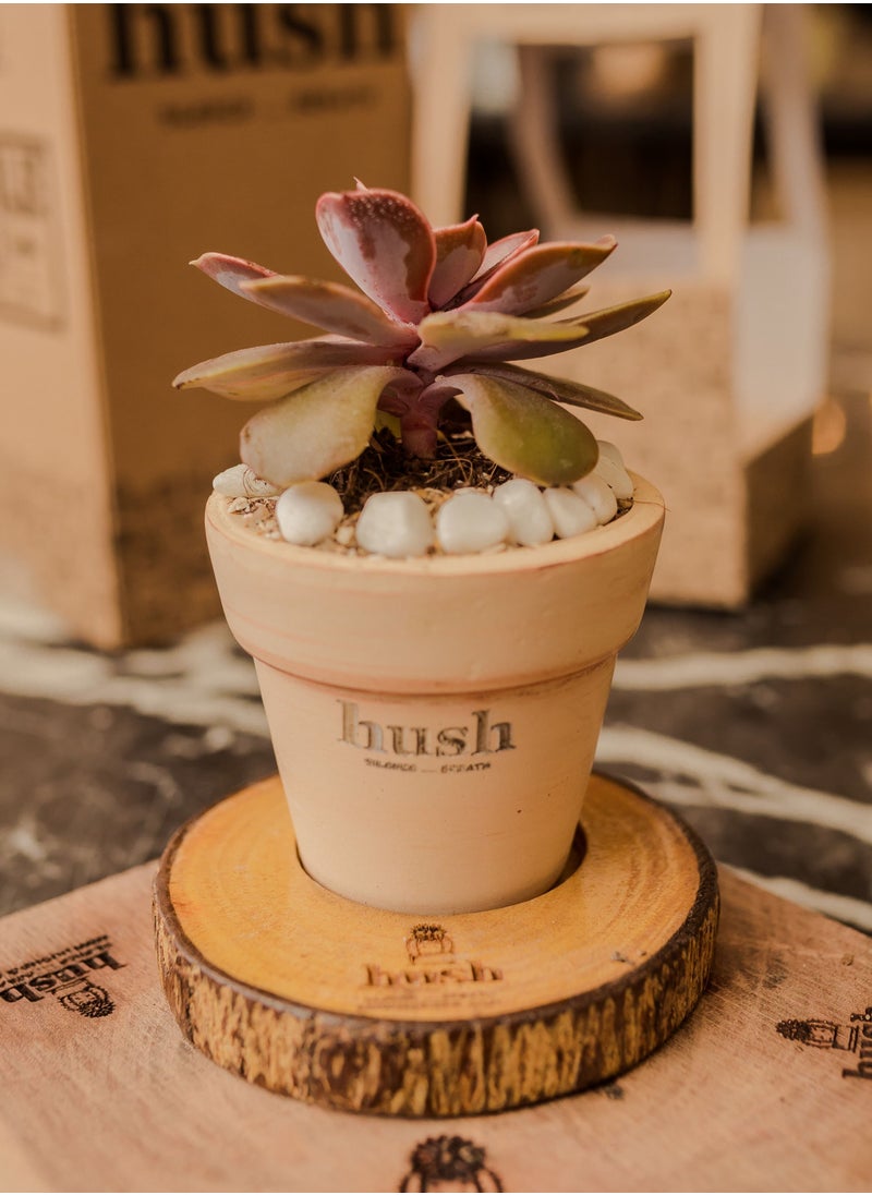 Hush - Natural Plant - Image 1