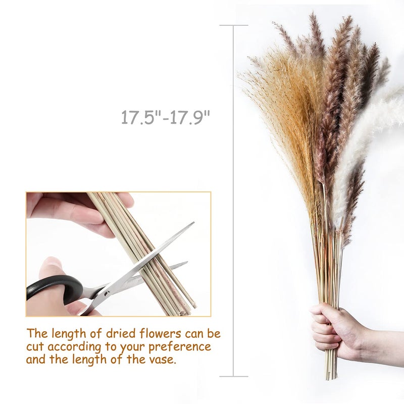 MUDYSSON 1772 Dried White Pampas Grass 15 PcsBrown Dried Flower 15 Pcs30 Pcs Natural Dried Reed Dried Flower for for Wedding Decoration Home Arrangement 60 Pcs - Image 3