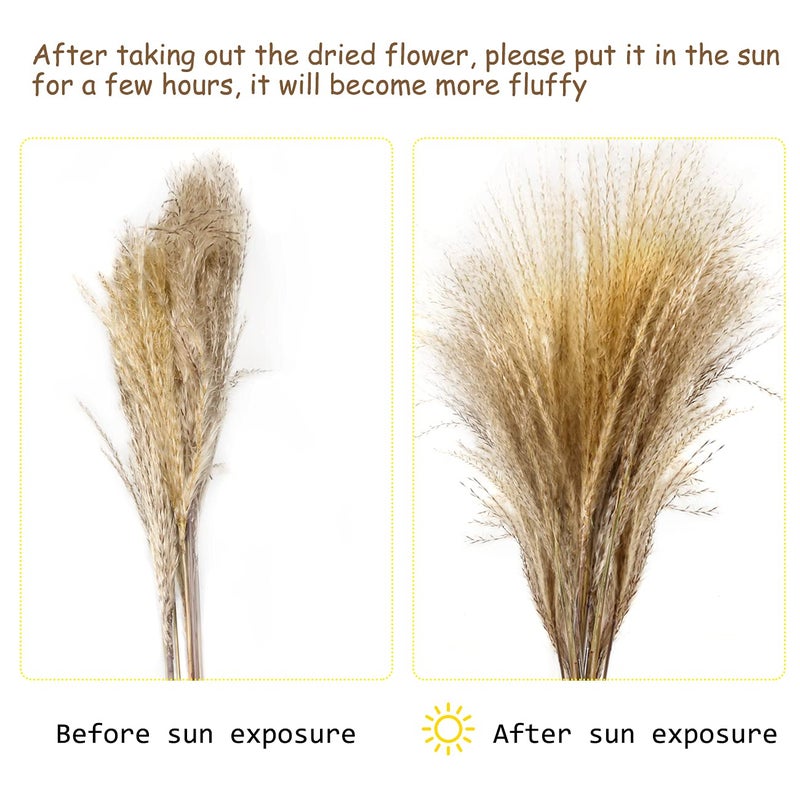 MUDYSSON 1772 Dried White Pampas Grass 15 PcsBrown Dried Flower 15 Pcs30 Pcs Natural Dried Reed Dried Flower for for Wedding Decoration Home Arrangement 60 Pcs - Image 4