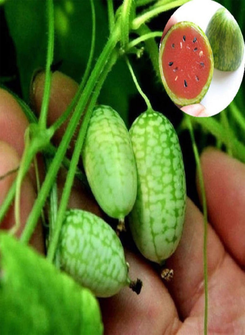 GGOOT Fresh Fruit Seed with 10 Pcs/Bag Mini Watermelon Seeds Easy to Plant Delicious Fruits Crops Garden Mini Watermelon Seeds for Planting Garden Yard Home Landscaping - Image 2