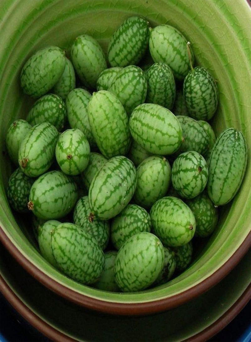 GGOOT Fresh Fruit Seed with 10 Pcs/Bag Mini Watermelon Seeds Easy to Plant Delicious Fruits Crops Garden Mini Watermelon Seeds for Planting Garden Yard Home Landscaping - Image 5