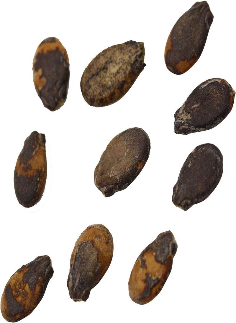 GGOOT Fresh Fruit Seed with 10 Pcs/Bag Mini Watermelon Seeds Easy to Plant Delicious Fruits Crops Garden Mini Watermelon Seeds for Planting Garden Yard Home Landscaping - Image 1