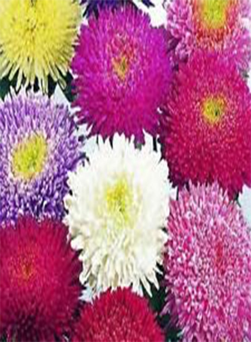 GGOOT Aster Powder Puff Mixed Colors Callistephus Chinensis - 20 (PKD) Seeds