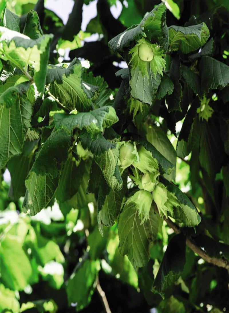 GGOOT seeds Corylus avelana, Deciduous Shrub, Small Tree, 1 x 2 Litre Potted Plant - Image 1