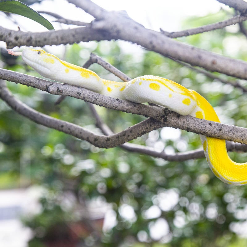 SIENON Realistic Fake Snakes Toy Soft Rubber Snake Figure Garden Snake Scare Birds and Squirrels, Python Action Model Snake Toy Figurines Stress Relief Toys Halloween Prank Props (Python) - Image 2