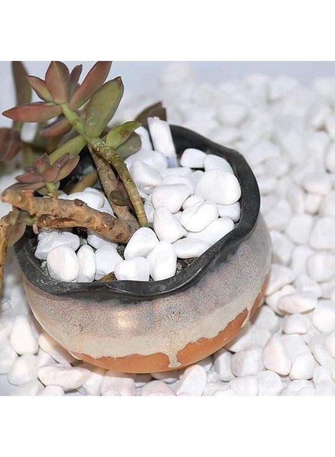 بريمسونس أحجار الحصى المصقولة المزخرفة - 1 كجم | أحجار لامعة مزخرفة للمنزل والمزهريات وأحواض السمك والحدائق | 2.5 سم - 4 سم خشنة (أبيض، متوسط) - Image 5