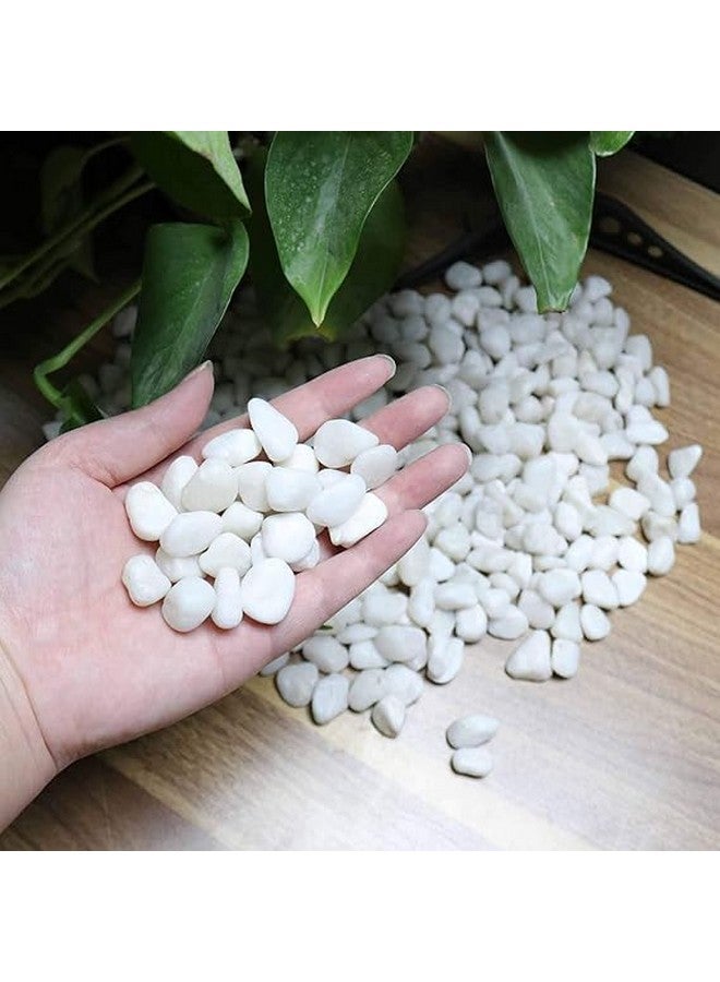 بريمسونس أحجار الحصى المصقولة المزخرفة - 1 كجم | أحجار لامعة مزخرفة للمنزل والمزهريات وأحواض السمك والحدائق | 2.5 سم - 4 سم خشنة (أبيض، متوسط) - Image 2