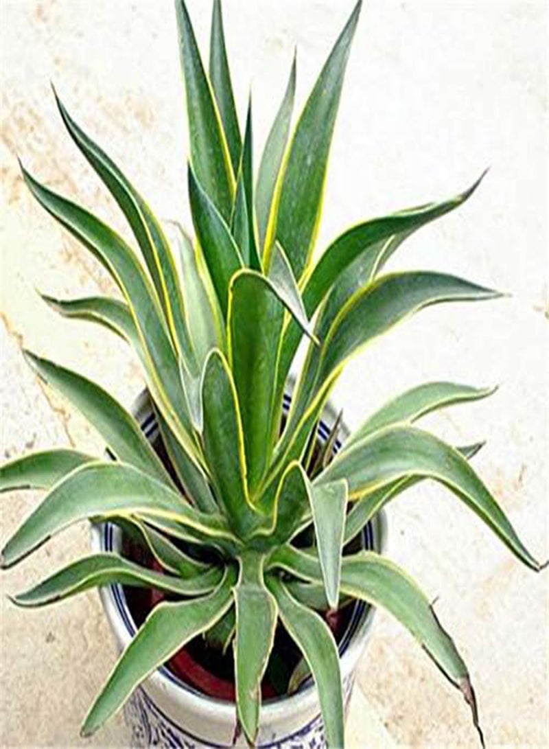 GGOOT 100 Pcs/Pack Maguey Seeds Mixed Rare Aloe Agave Bonsai Rare Succulent Plants Agave Potted For Home and Garden Decoration - Image 2