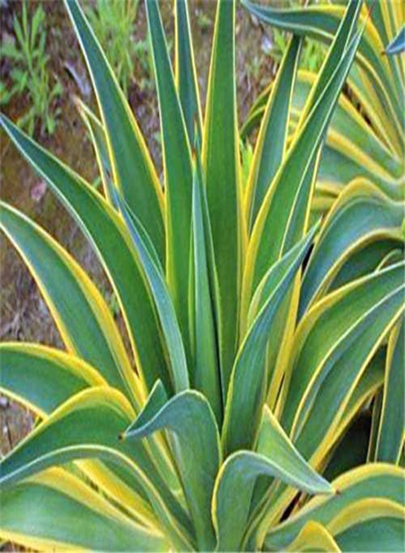 GGOOT 100 Pcs/Pack Maguey Seeds Mixed Rare Aloe Agave Bonsai Rare Succulent Plants Agave Potted For Home and Garden Decoration - Image 4