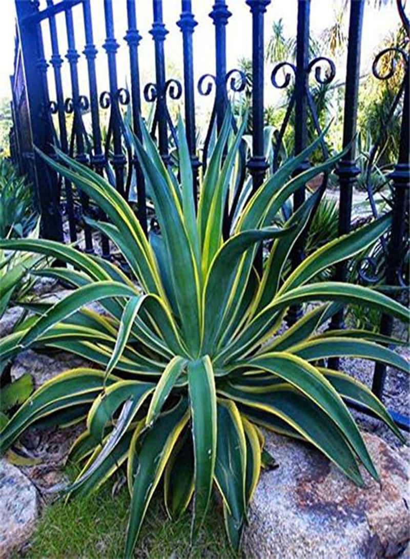 GGOOT 100 Pcs/Pack Maguey Seeds Mixed Rare Aloe Agave Bonsai Rare Succulent Plants Agave Potted For Home and Garden Decoration - Image 3