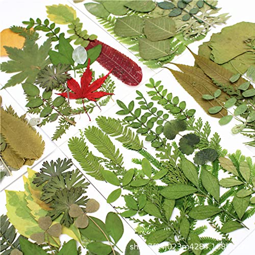 LUCISKY 84 Pcs Dried Leaves Pressed Flowers for Resin Molds, Real Natural Assorted Dry Greenery for Leaf Craft DIY, Jewelry Making, Decoration Supplies, Soap and Candle Making - Image 3