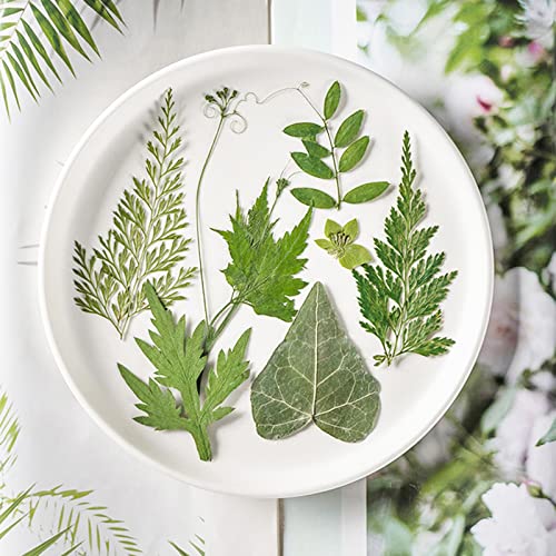 LUCISKY 84 Pcs Dried Leaves Pressed Flowers for Resin Molds, Real Natural Assorted Dry Greenery for Leaf Craft DIY, Jewelry Making, Decoration Supplies, Soap and Candle Making - Image 4