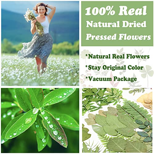 LUCISKY 84 Pcs Dried Leaves Pressed Flowers for Resin Molds, Real Natural Assorted Dry Greenery for Leaf Craft DIY, Jewelry Making, Decoration Supplies, Soap and Candle Making - Image 2