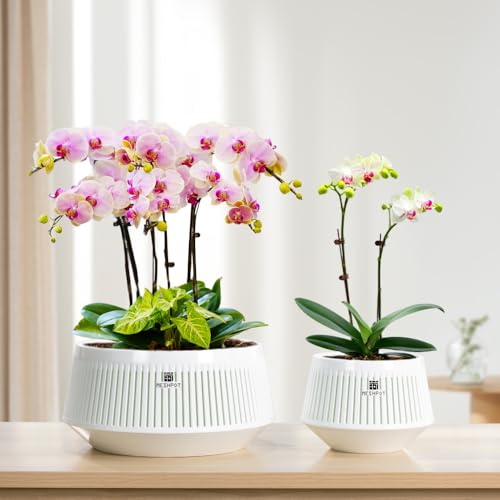Meshpot 5 inch Orchid Pots with Holes for Repotting,Set of 1,Decorative African Violet Pots with Air-Pruning and Good Air Circulation,Plastic White Orchid Planter with Saucers - Image 5
