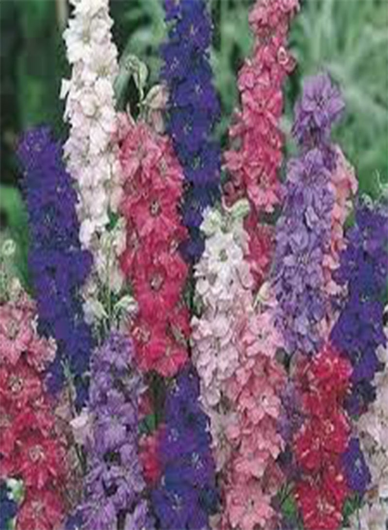 GGOOT Fresh 100pcs Delphinium Flower Seeds for Planting 1