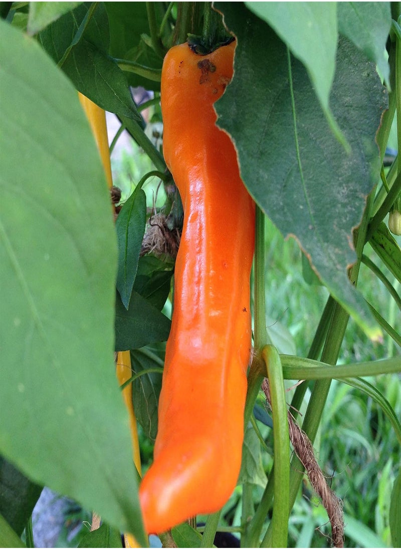 GGOOT Bulgarian Carrot Pepper Seeds 