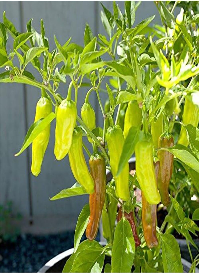 GGOOT Golden Greek Pepperoncini Hot Pepper Seeds - A Perfect Addition to Greek Salads.(10 - Seeds)  - Image 1