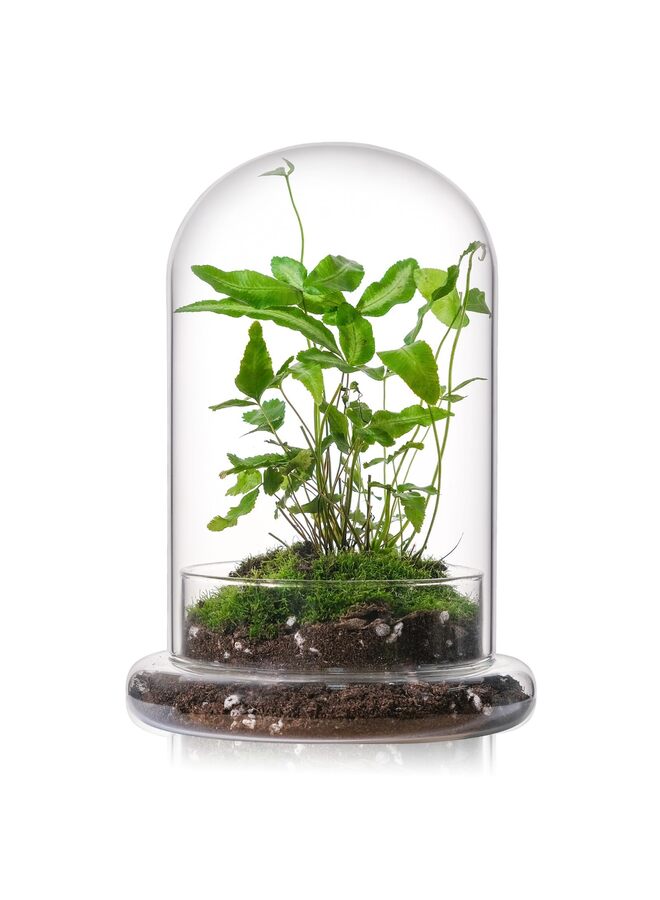 LAMAY Glass Cloche for Indoor Plants Terrarium with Air Hole Base Mini Cloche Dome for Display Home Decor 8inch - Image 1