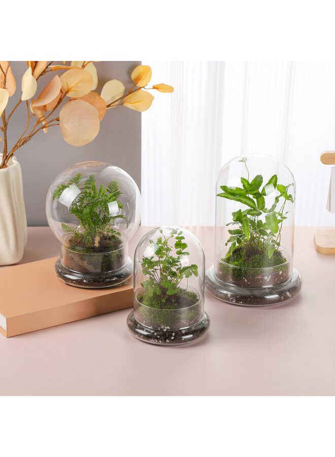 LAMAY Glass Cloche for Indoor Plants Terrarium with Air Hole Base Mini Cloche Dome for Display Home Decor 8inch - Image 5