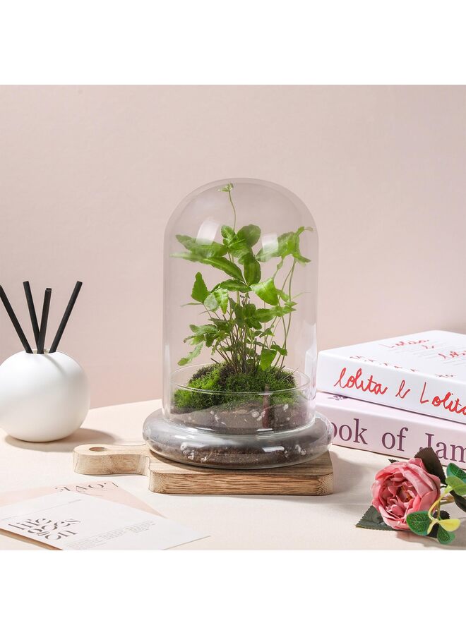 LAMAY Glass Cloche for Indoor Plants Terrarium with Air Hole Base Mini Cloche Dome for Display Home Decor 8inch - Image 3