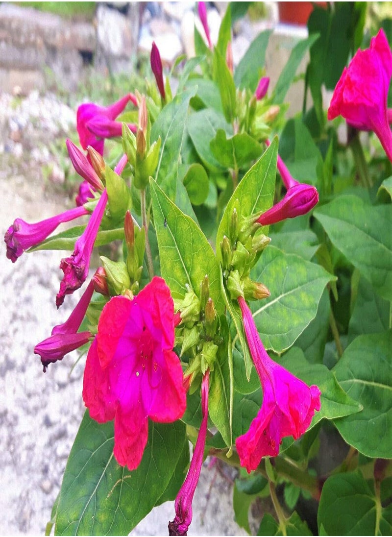 GGOOT 1 Pack Seeds of Mirabilis jalapa 'Pink' marvel of peru gorgeous perennial 